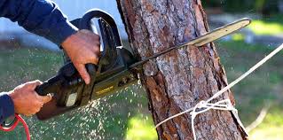 Best Fruit Tree Pruning  in Vineyard, UT