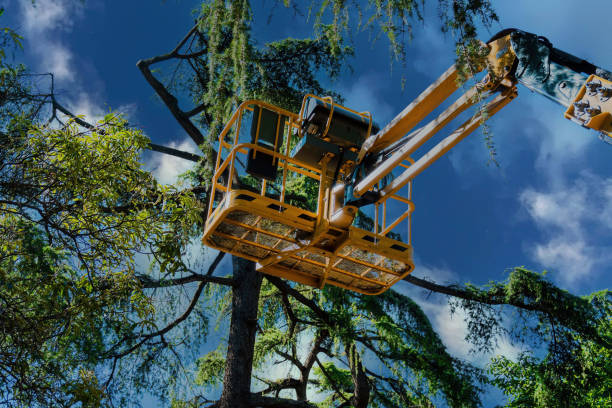 How Our Tree Care Process Works  in  Vineyard, UT