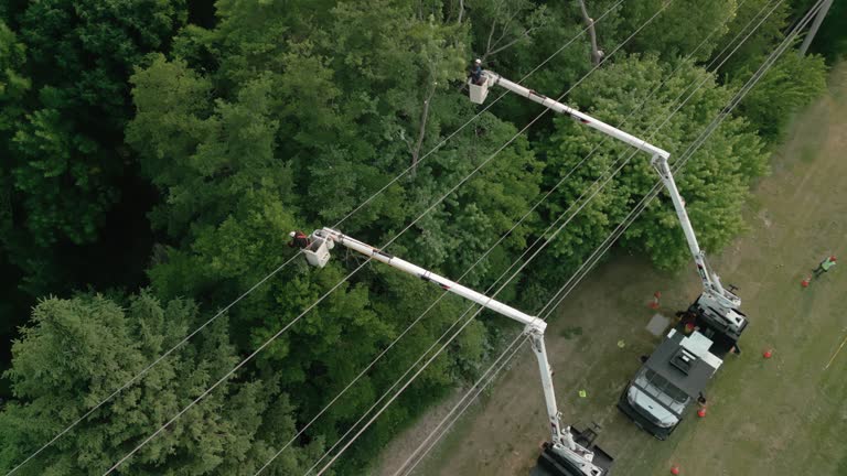 Best Storm Damage Tree Cleanup  in Vineyard, UT