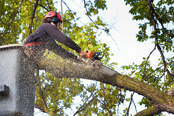 Best Tree and Shrub Care  in Vineyard, UT