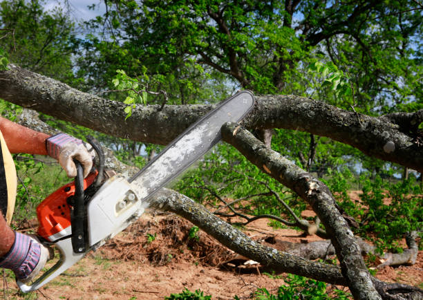 Best Stump Grinding and Removal  in Vineyard, UT